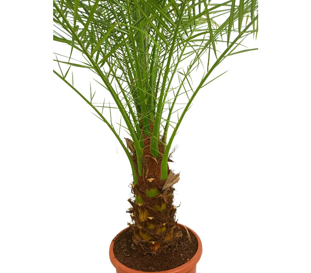 Phoenix Roebelenii M29 160-180cm_1
