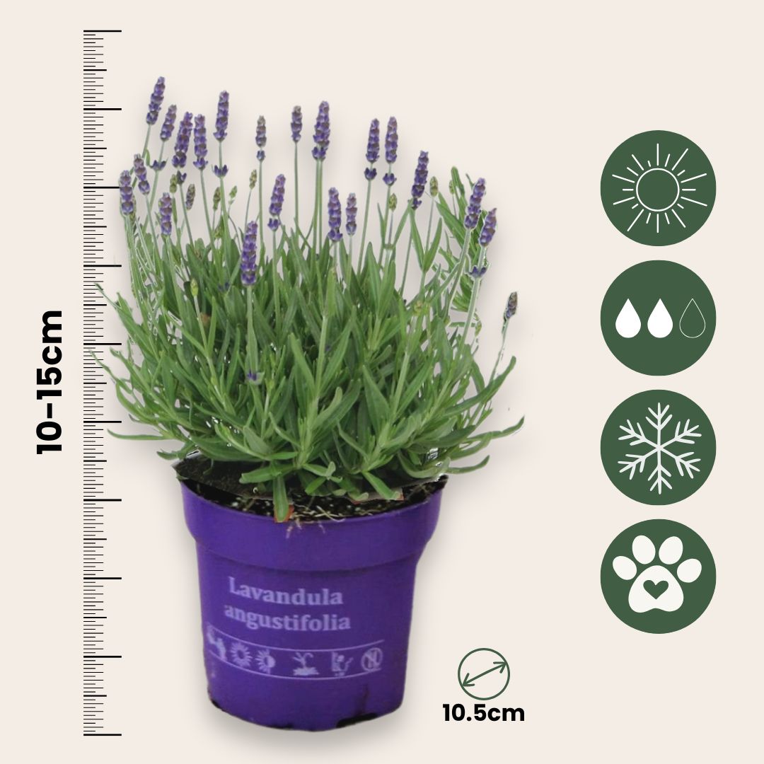 Lavanda - 36 Pzs - Lavandula Angustifolia - Altura 10-15cm - ⌀105cm_2