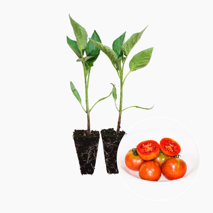 Plantón Tomate Penjar Patatera 2 Unidades - PlantaBo_0