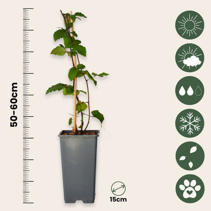 Zarzamora - 4 Pzs - Rubus Fruticosus 'thornfree' - Altura 50-60cm - ⌀15cm_2