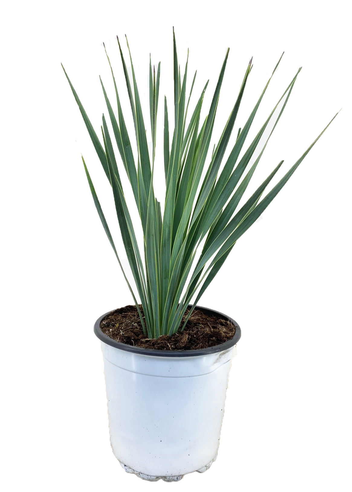 Palmita - Yucca Rostrata - Altura 35-45cm - ⌀17cm_0