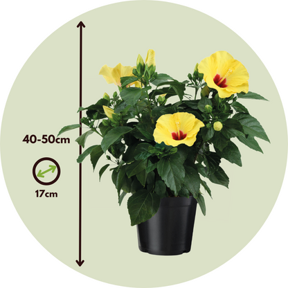 Rosa De China Amarilla - Hibiscus Rosa-sinensis - Altura 40-50cm - Ø17cm_2