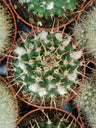 Mammillaria Nejapensis Cactus Planta Suculenta