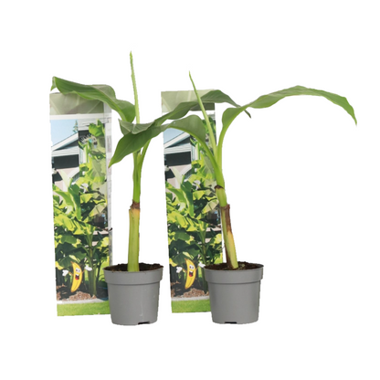 Platanera - 2 Pzs - Musa Basjoo - Altura 25-40cm - ⌀9cm_0