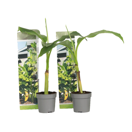 Platanera - 2 Pzs - Musa Basjoo - Altura 25-40cm - ⌀9cm_0