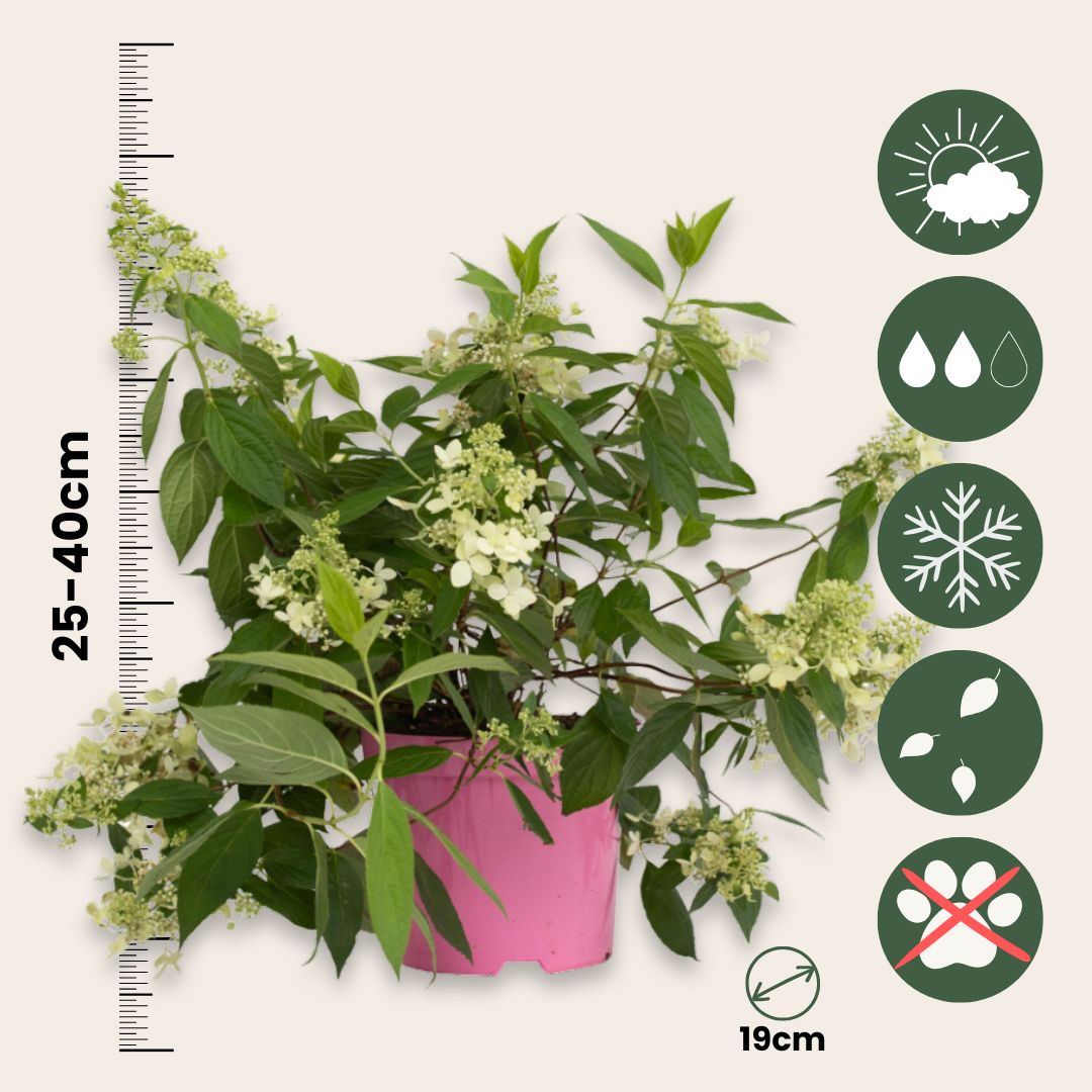Hortensia - Hydrangea Paniculata 'confetti' - Altura 25-40cm - ⌀19cm_2