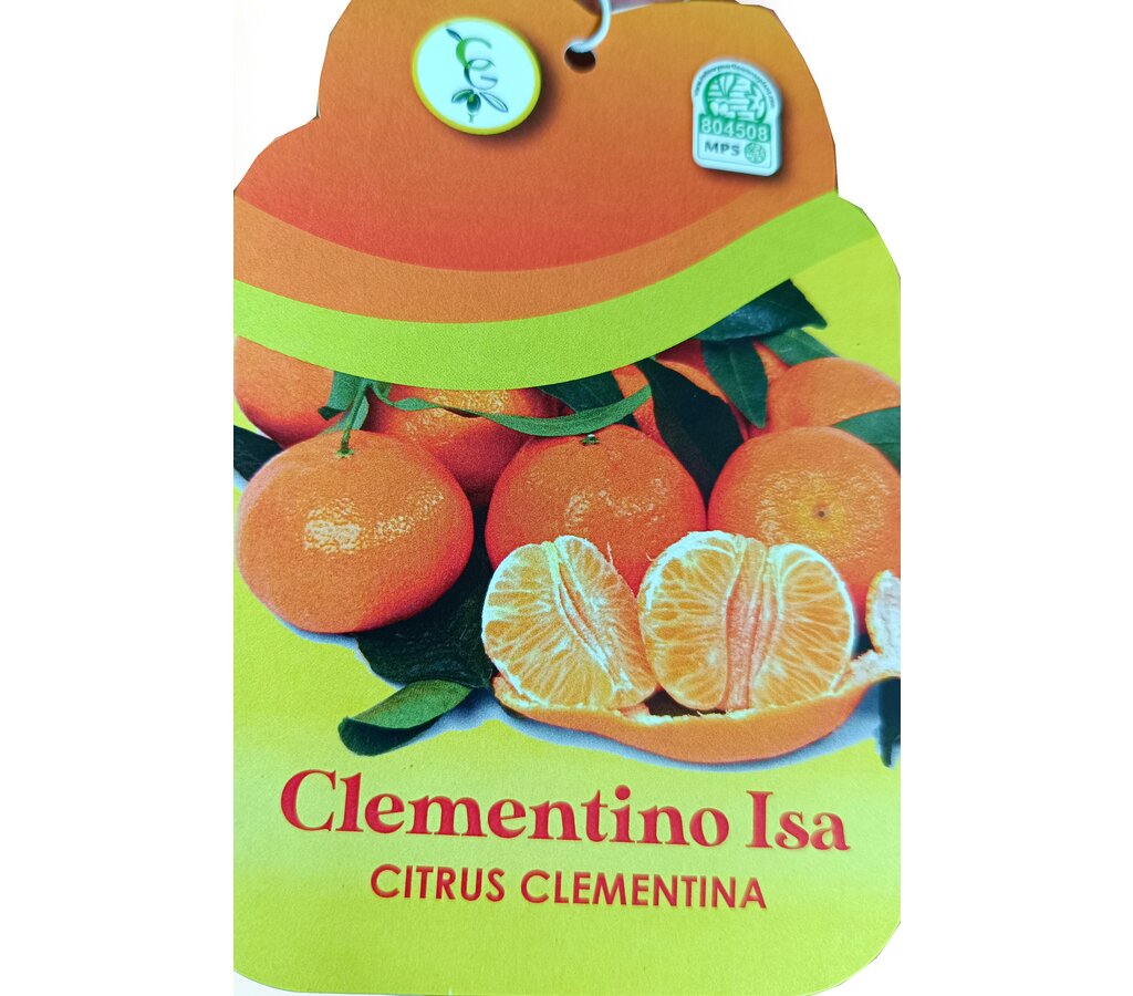 Mandarino Clementino Tb20 120-150cm_1