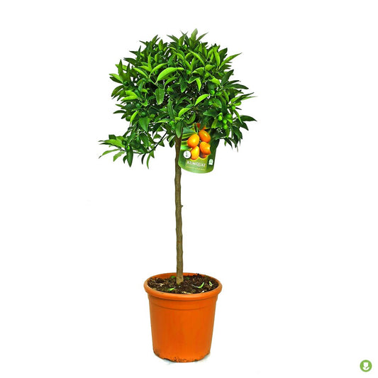Kunkuat Copa M26 140cm_0