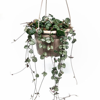 Ceropegia Woodii Cactus Y Suculentas M15cm Ø con colgador_0