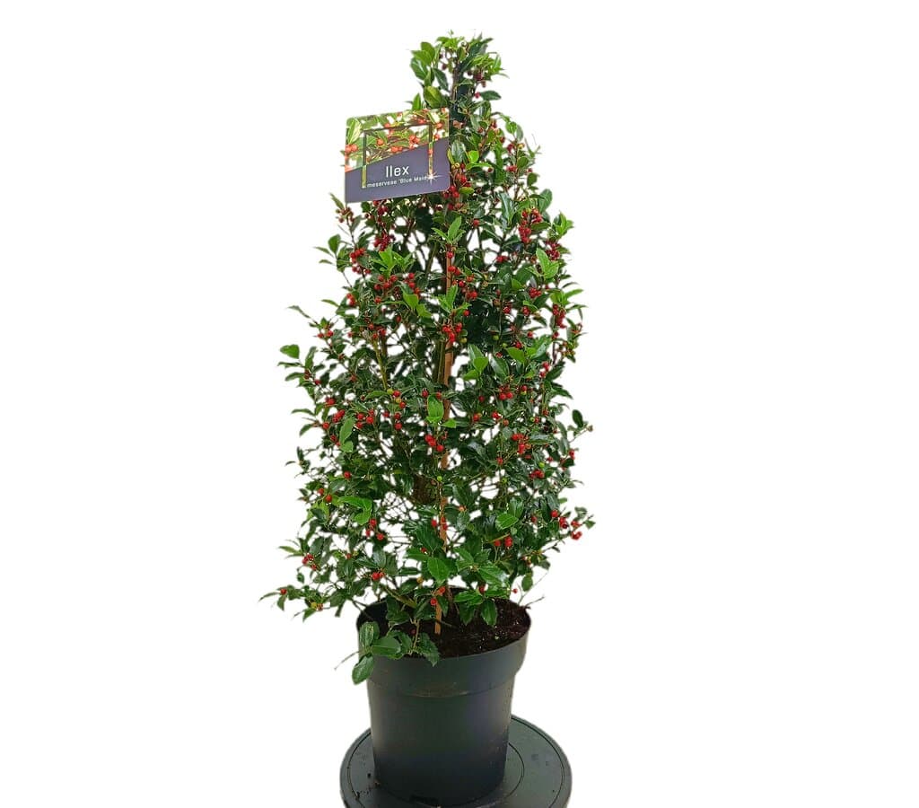 Ilex Blue Maid Piramidal M28_0