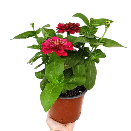Zinnia M14_0