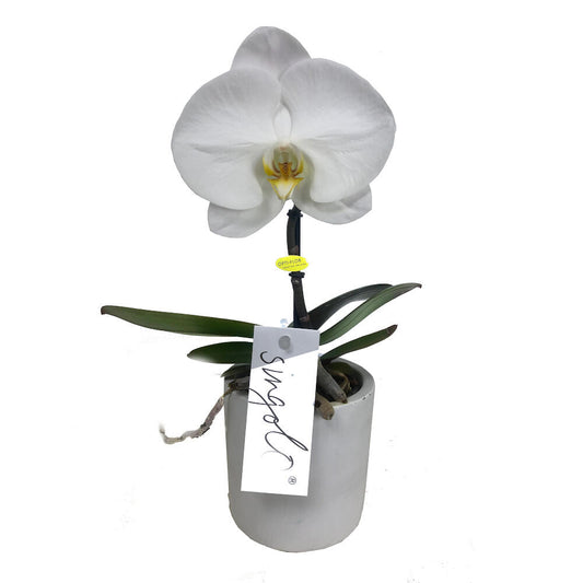 Orquidea Phalaenopsis Singolo M9 35cm_0