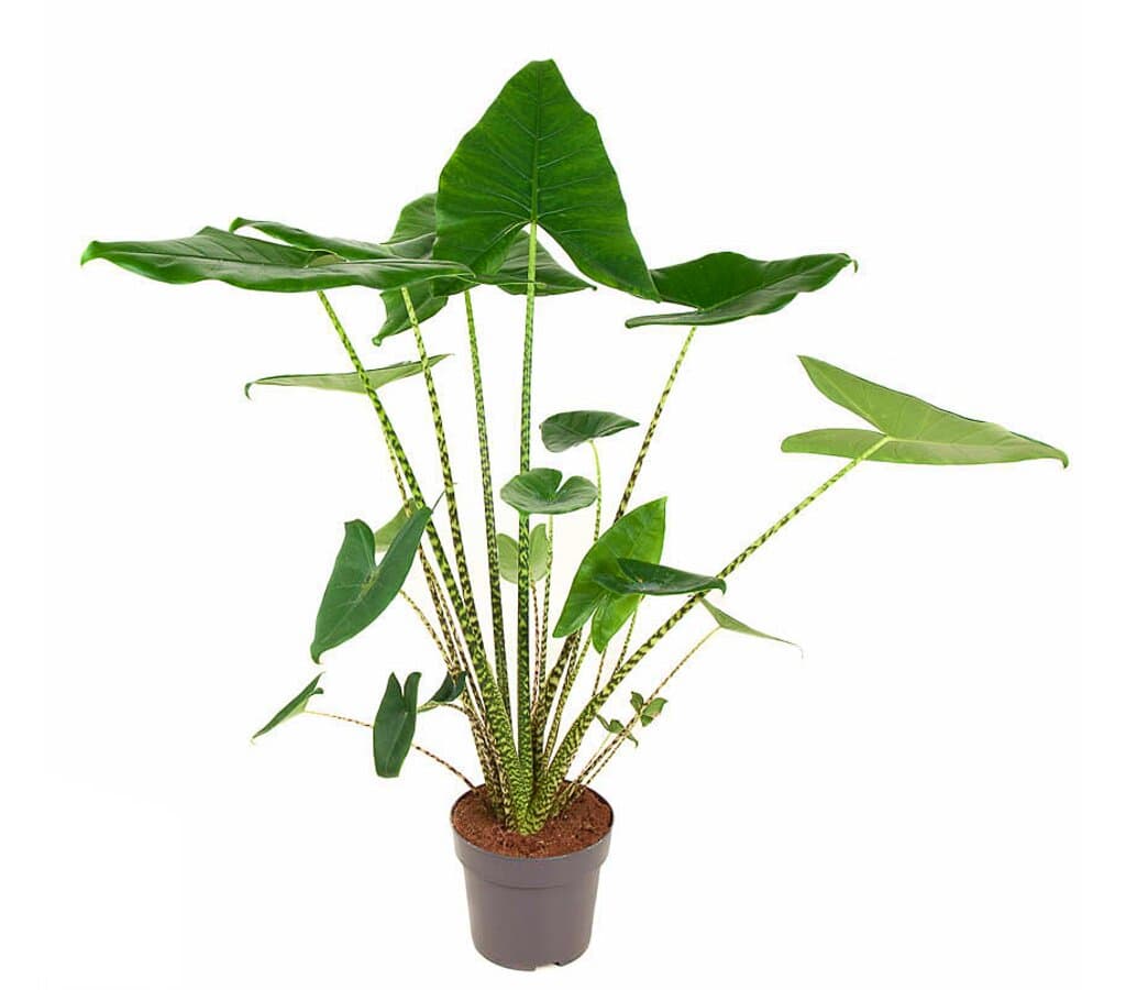 Alocasia Zebrina M24 150-170cm_0