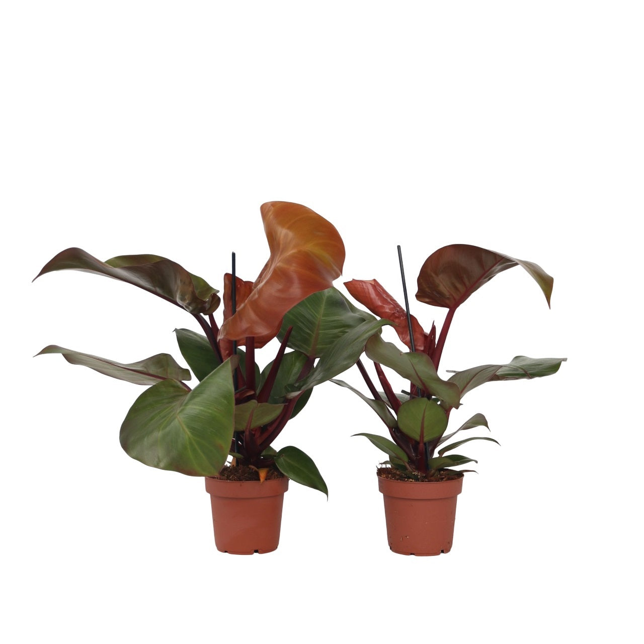 Filodendro - 2 Pzs - Philodendron 'sun Light' - Altura 20-30cm - ⌀12cm_0