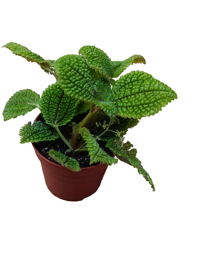 Pilea Moon Valley Planta De Interior Ø8_0