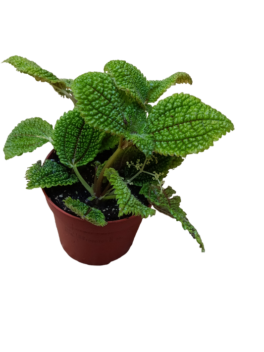 Pilea Moon Valley Planta De Interior Ø8_0