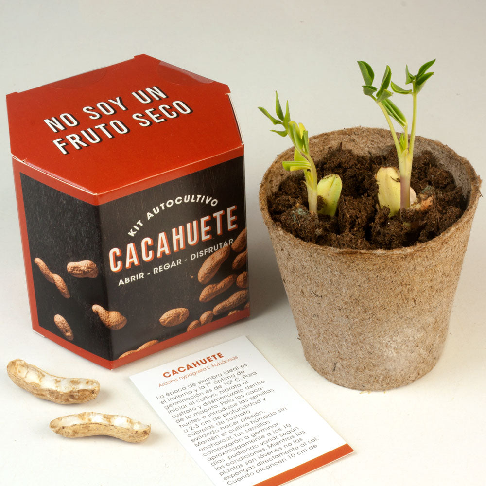 Kit Autocultivo Cacahuete | Cultiva Tus Propios Peanuts En Casa | Regalo Divertido Y Original_2