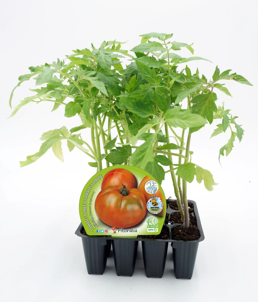Pack Plantones Tomate Híbrido Ensalada 12 Ud. Natural - Fitoralia_0