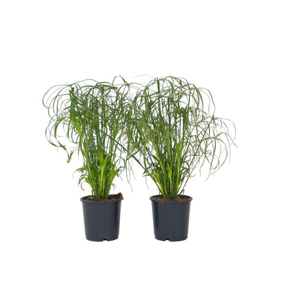 Planta Paraguas - 2 Pzs - Cyperus Alternifolius - Altura 40-50cm - ⌀14cm_0