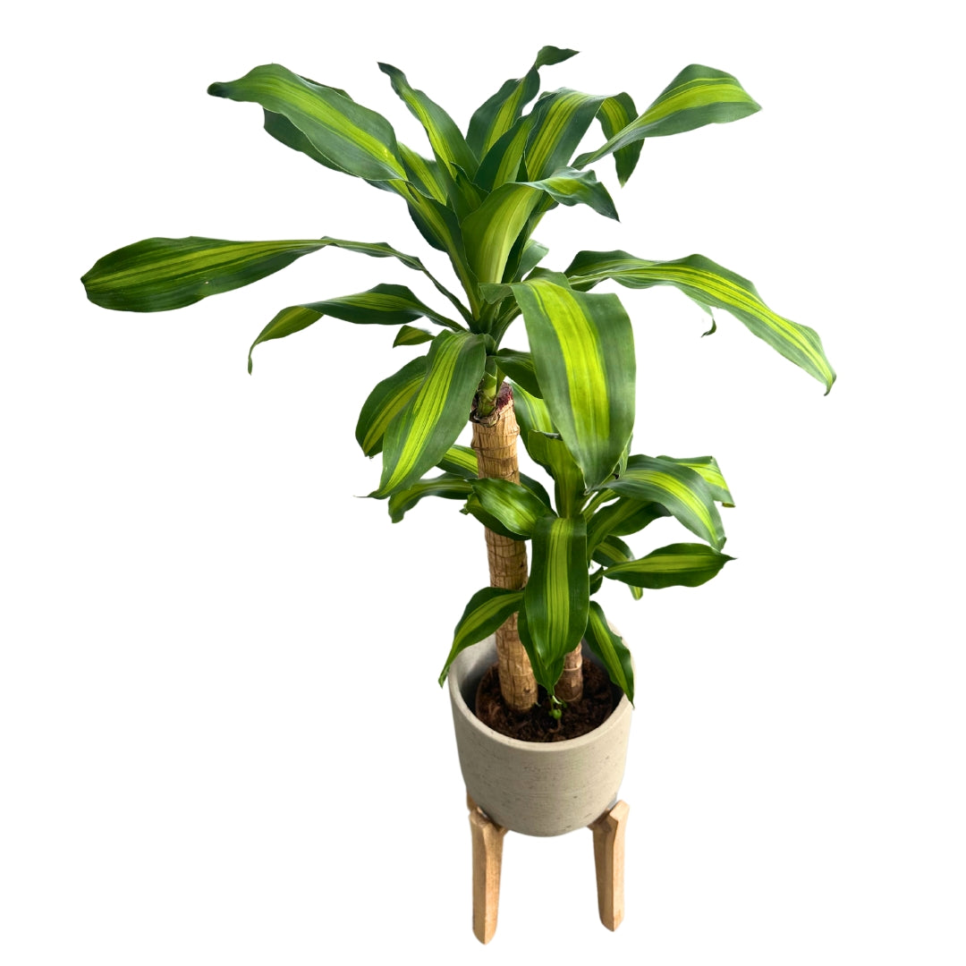 Dracena Massangeana O Tronco De Brasil Planta De Interior (dracaena Fragrans 'massangeana') Maceta 17cm 2 Troncos 60/30_0