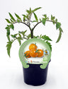 Plantão De Tomate Cherry Naranjito Em Vaso 10,5 Cm. Natural - Fitoralia