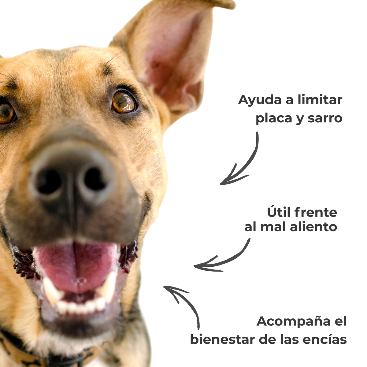 Polvo dental natural para perros y gatos – Limpieza dental, sarro y mal aliento – 100 g_3