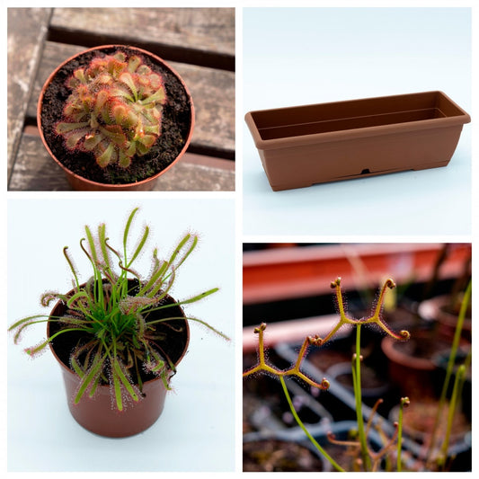 Vaso com Drosera Pacote de plantas carnívoras