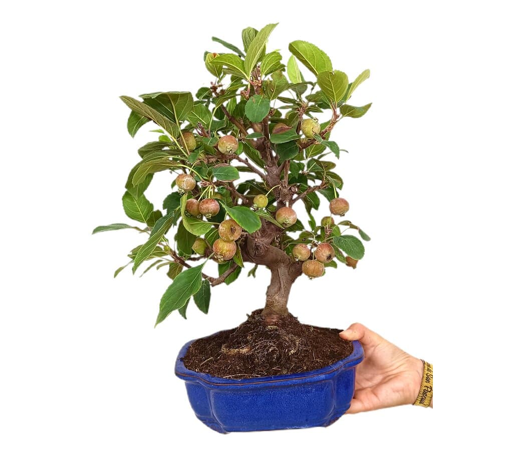 Bonsái Malus 10 Años (manzano)_1