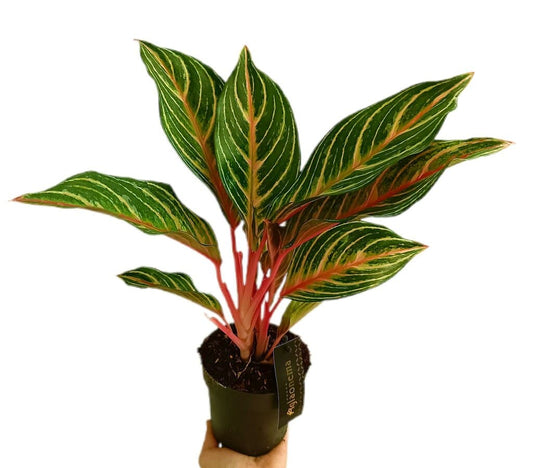 Aglaonema Coco Green M12_0