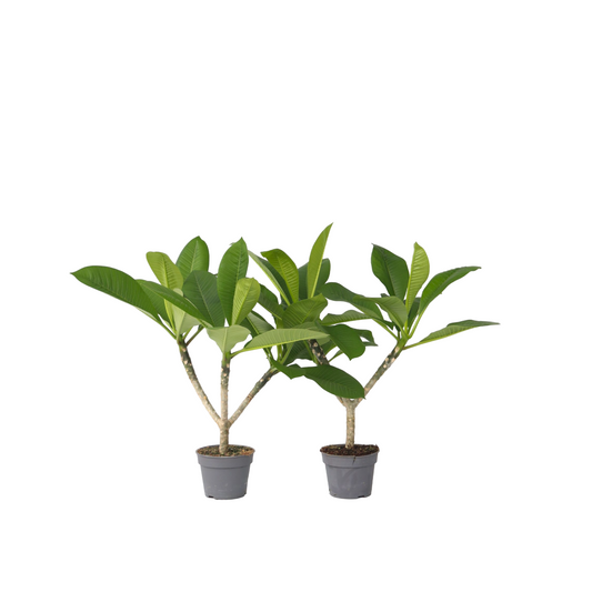 Frangipani - 2 Pzs - Plumeria Rubra 'hawaii' - Altura 45-55cm - ⌀17cm_0