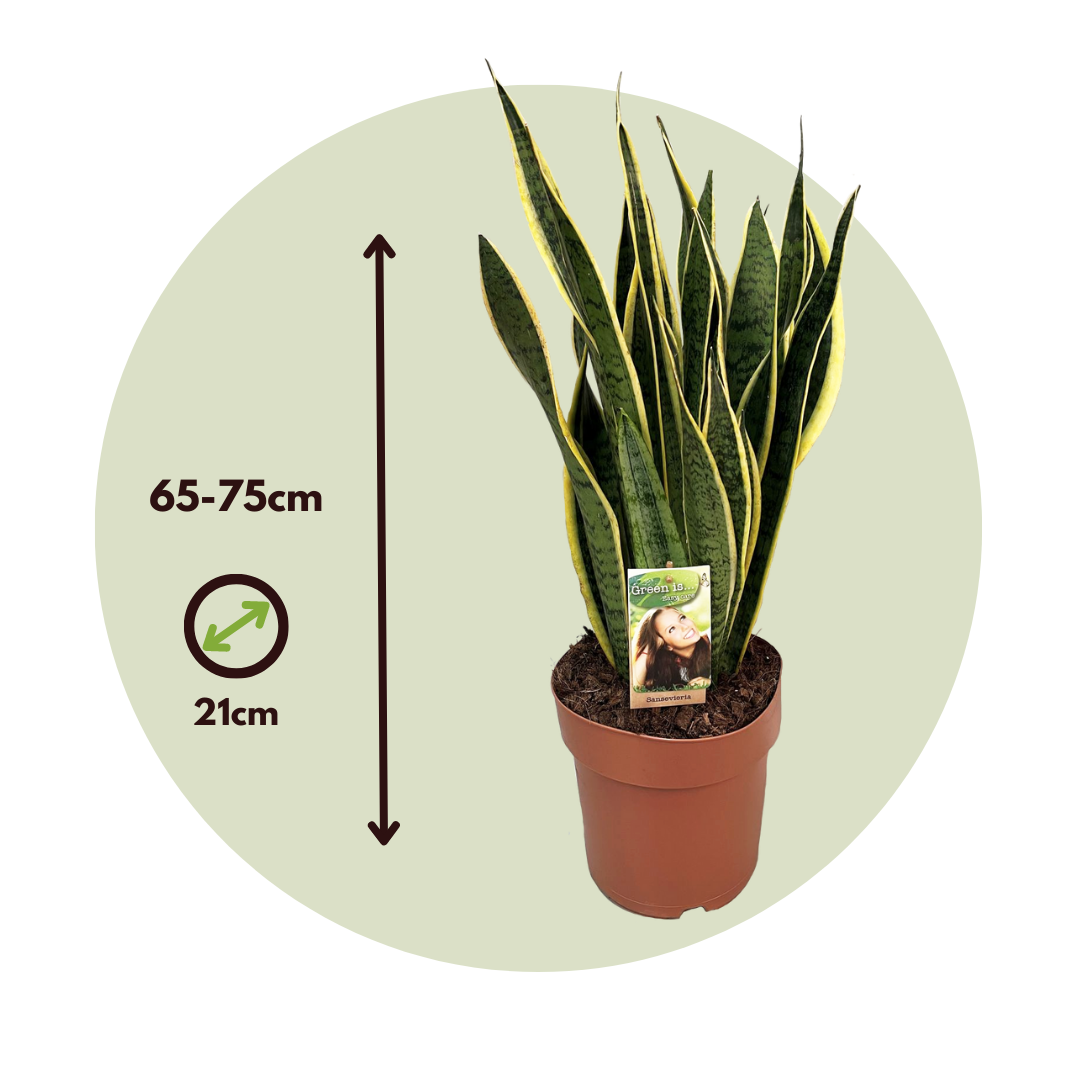 Lengua De Suegra - Sansevieria Trifasciata Laurentii - Altura 65-75cm - ⌀21cm_2