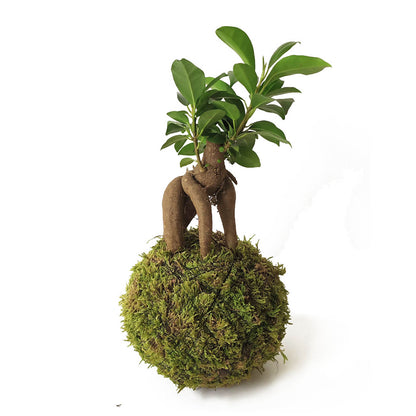 Minificus En Kokedama_1