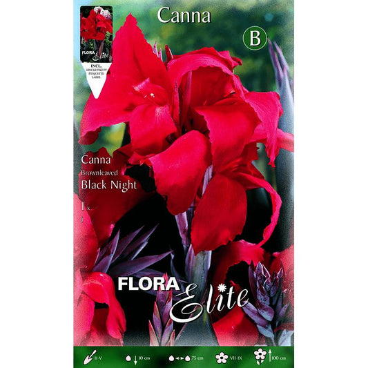 Bolbo de Canna vermelha com folhas verdes 1 unidade