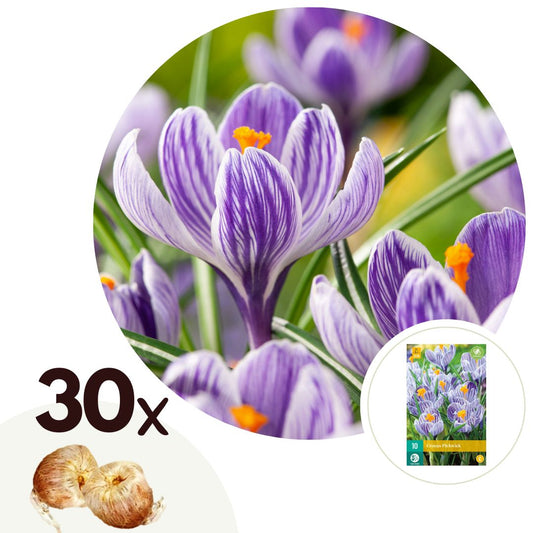 Azafrán Doblado - 30 Pzs - Crocus 'pickwick' - Bulbos De Flores - Púrpura_0