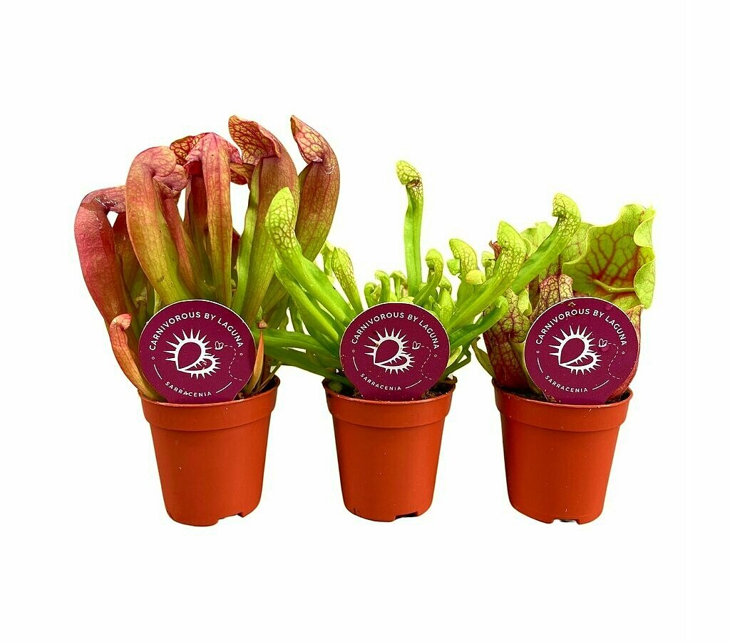 Sarracenia Mix M6 (unidad)_0