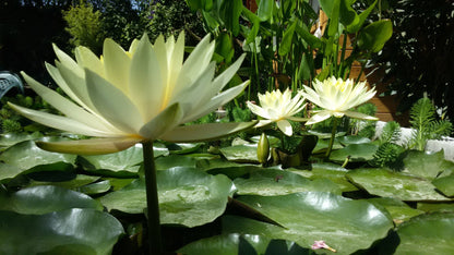 Nenúfar Yellow Princess_1