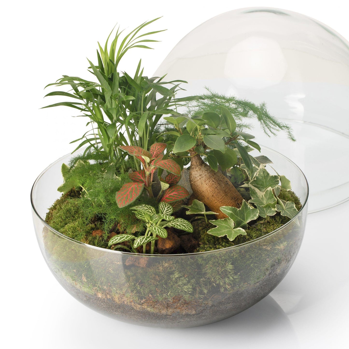 Terrário de palmeira Borneo Terra Fittonia Ø28 x 28 cm