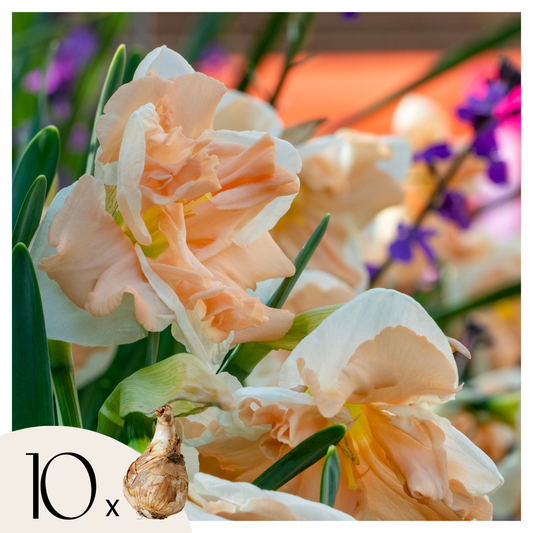 Narcisos - Set De 10 - Narciso 'apricot Whirl' - Bulbos De Flor - Naranja_0