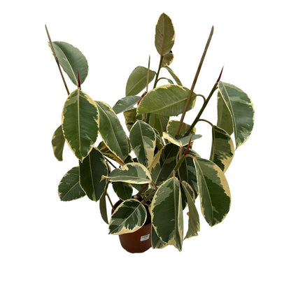 Ficus Tineke Planta Perfecta Para Exterior O Interior_0