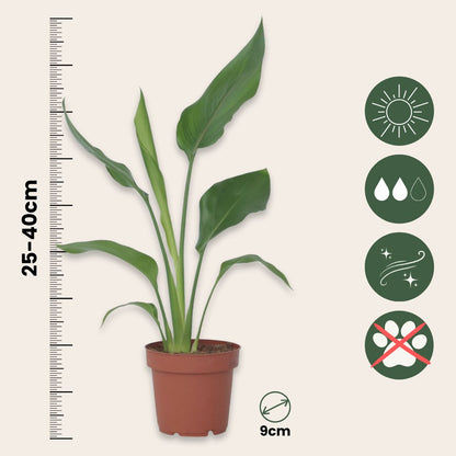 Flor Ave Del Paraíso - 3 Pzs - Strelitzia Reginea - Altura 25-40cm - ⌀9cm_2