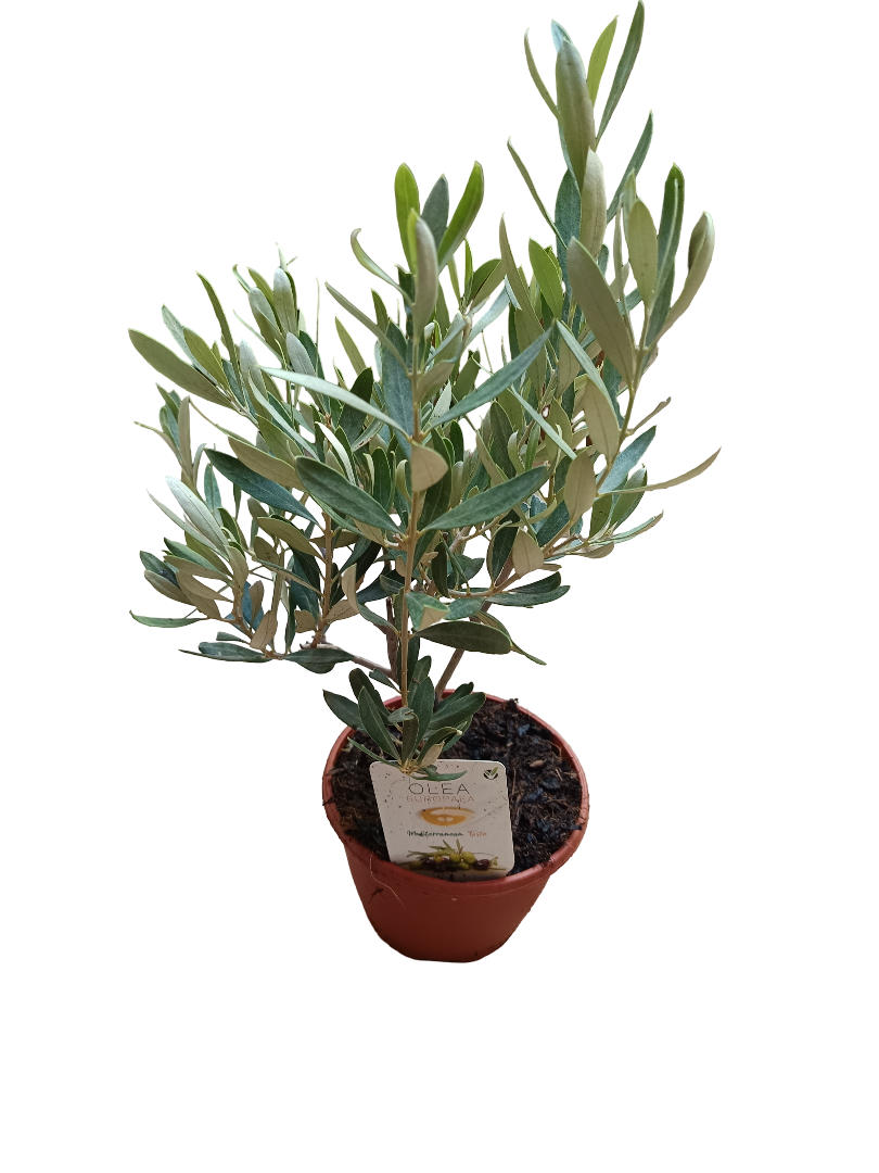 Olivo Ø5 Altura 35 Cms Planta Ideal Para Bonsai O Decoración_0