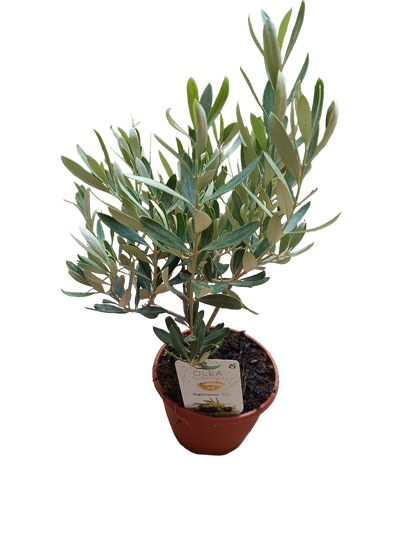 Olivo Ø5 Altura 35 Cms Planta Ideal Para Bonsai O Decoración_0