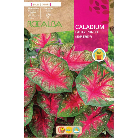 Caladium Party Punch folha extravagante verde escuro e rosa com manchas