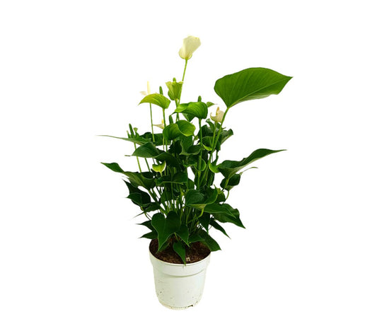 Anthurium Blanco M17 60cm_0