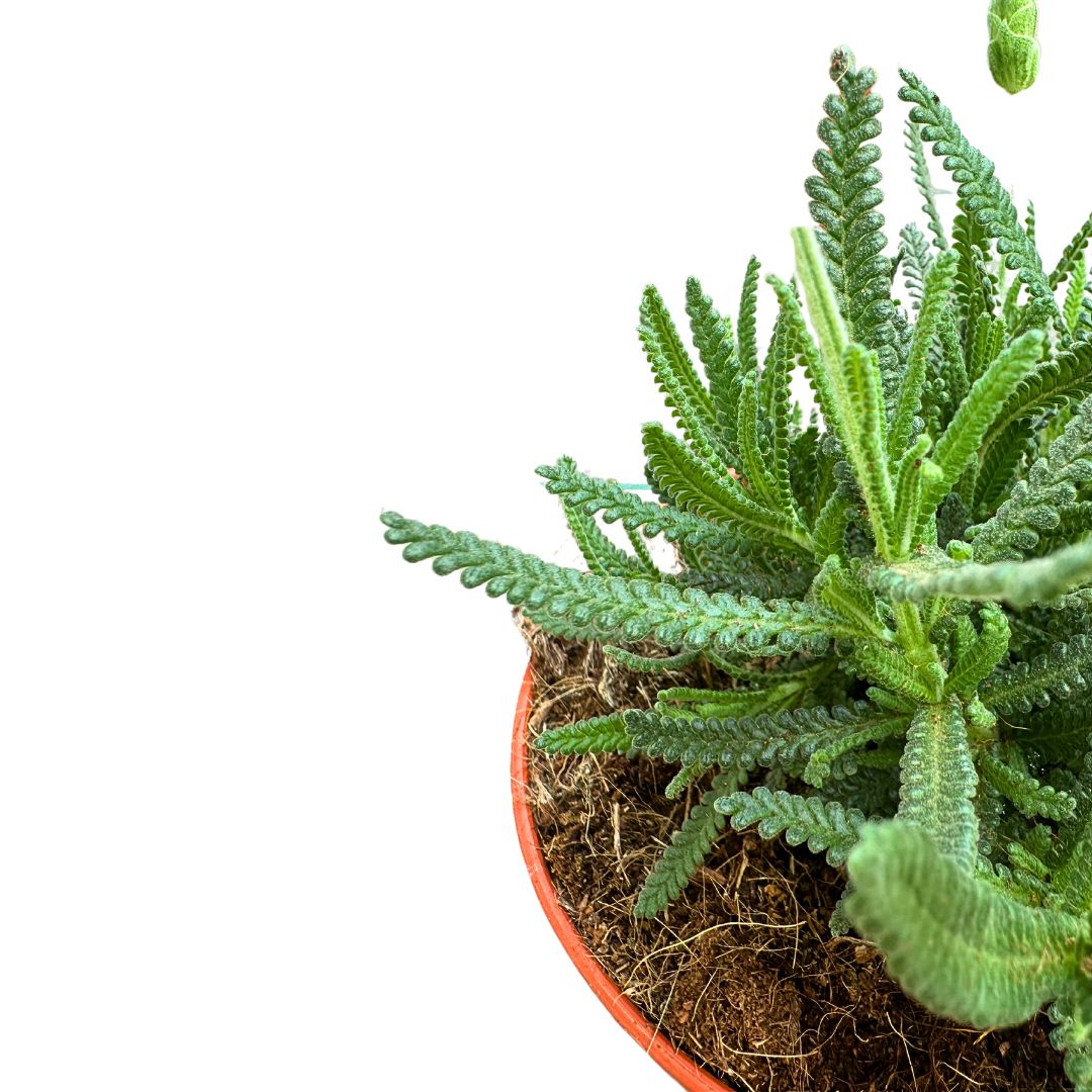 Lavanda Dentata Planta Ornamental Para Jardines Y Macetas (lavandula Dentata) Maceta 17cm_1