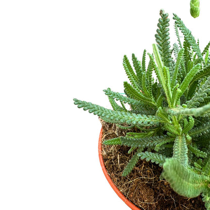 Lavanda Dentata Planta Ornamental Para Jardines Y Macetas (lavandula Dentata) Maceta 17cm_1