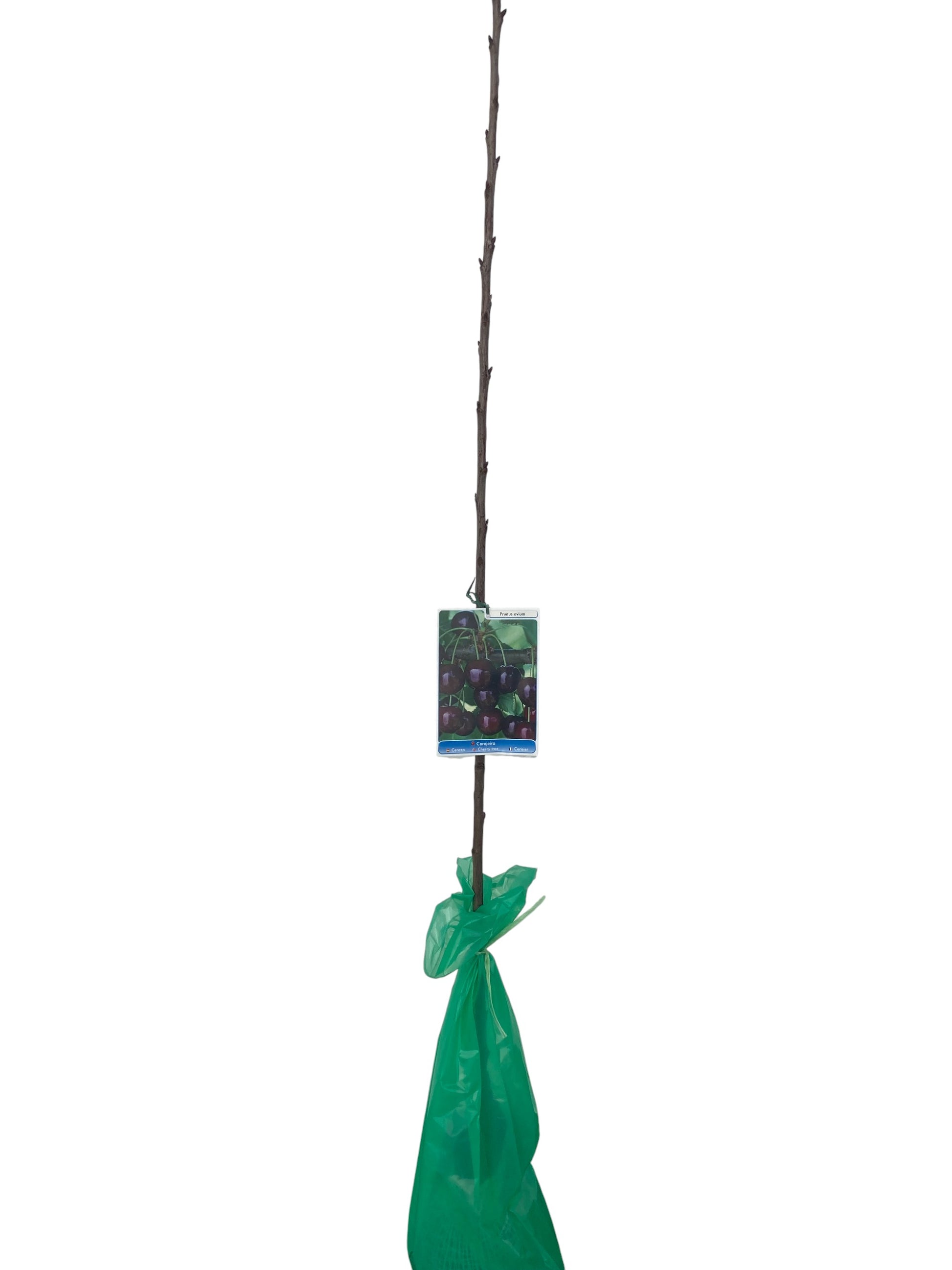 Frutal Cerezo Picota Cepellón 140 cm_0