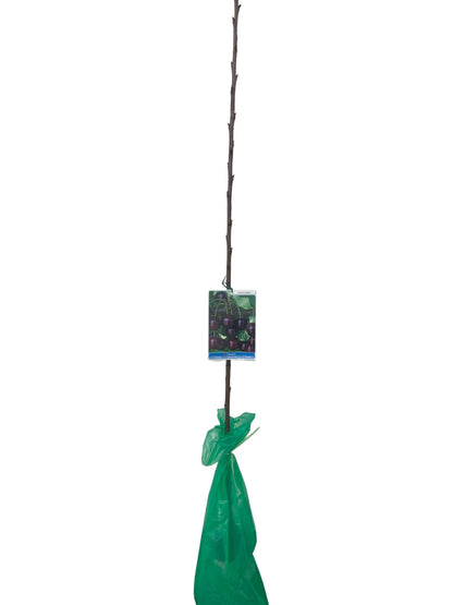 Frutal Cerezo Picota Cepellón 140 cm_0