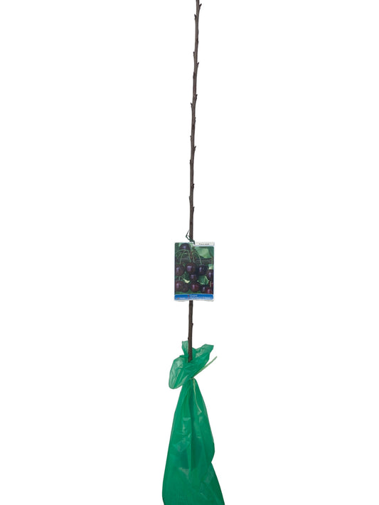 Frutal Cerezo Picota Cepellón 140 cm_0