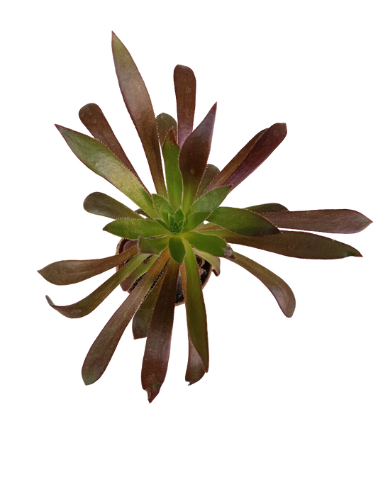 Aeonium Firecracker Planta Suculenta Ø5_0